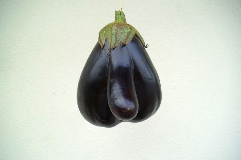 Solanum melongena davvero 